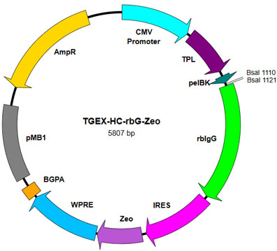 TGEX-HC-rbG-Zeo map